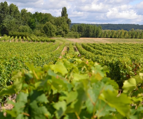 Les vignes autour du domaine de Léméré Chinon
